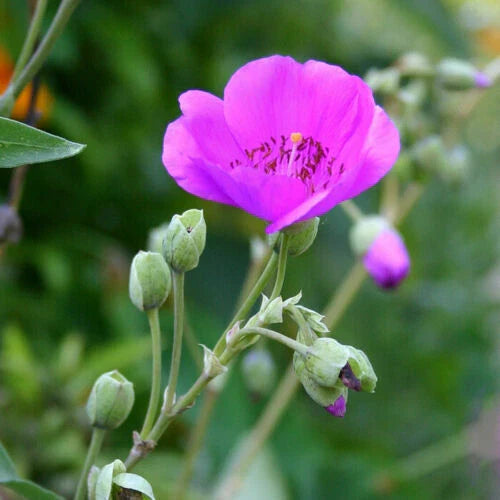 X-LARGE Calandrinia Spectabilis - Rock Purslane - 6" Unrooted Cutting - Drought-Tolerant Succulent Plant