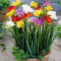 Freesia Seeds Packet of 40 - Fresh 2025 Crop - Colorful Perennial Flowers - Fragrant Blooms