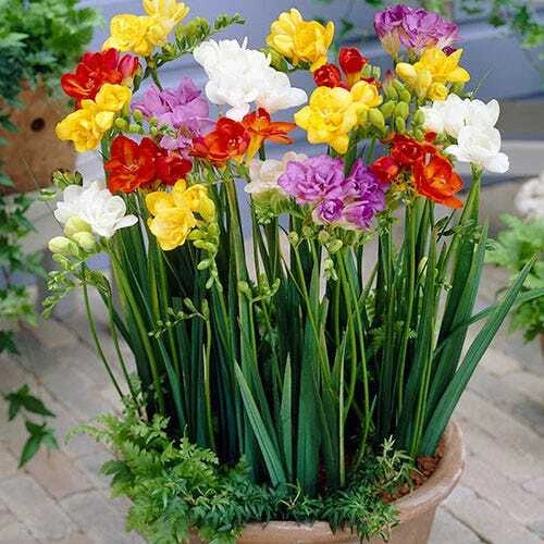 Freesia Seeds Packet of 40 - Fresh 2025 Crop - Colorful Perennial Flowers - Fragrant Blooms