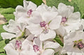 True Marshmallow Seeds - 50 Count - Light Pink Flowers - Althaea officinalis