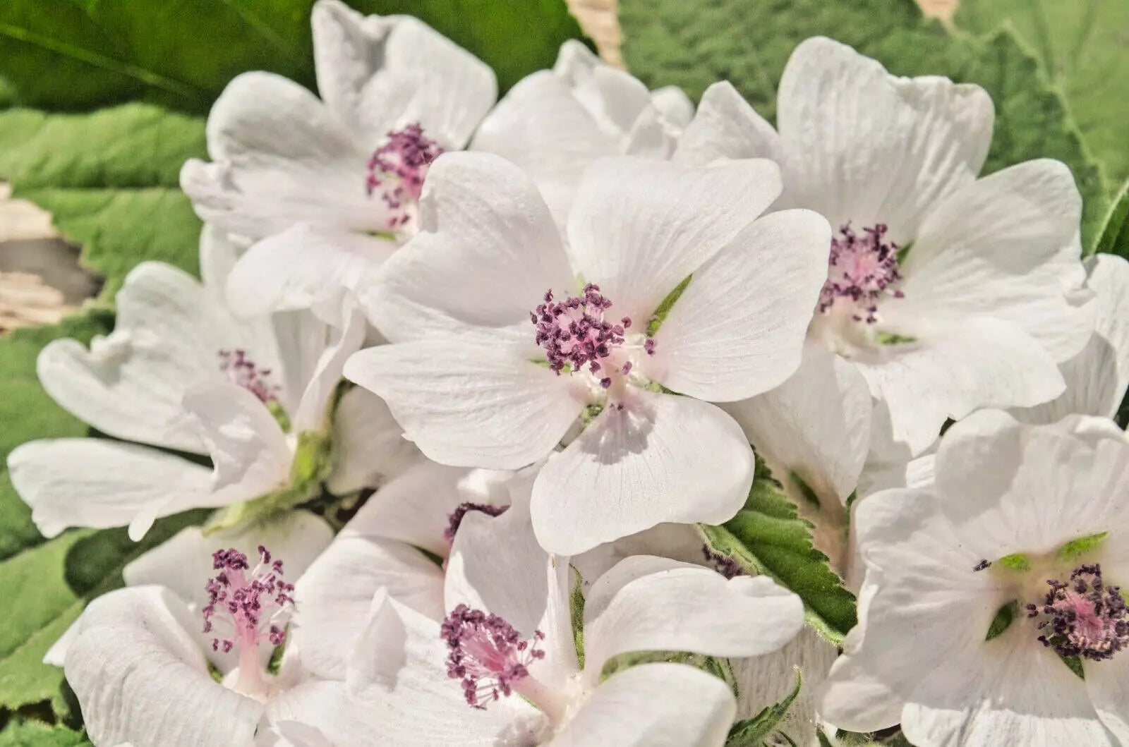 True Marshmallow Seeds - 50 Count - Light Pink Flowers - Althaea officinalis