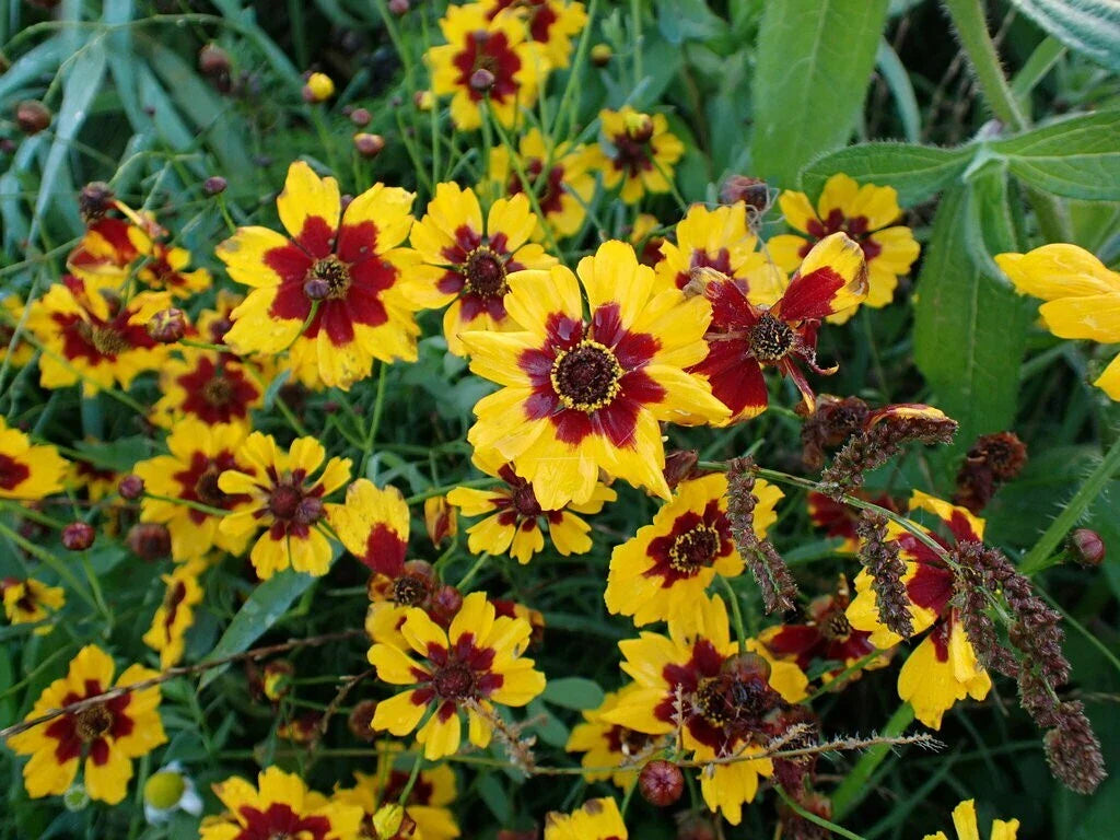 Plains Coreopsis Seeds - Bulk Wholesale - Wildflower Variety - Coreopsis tinctoria
