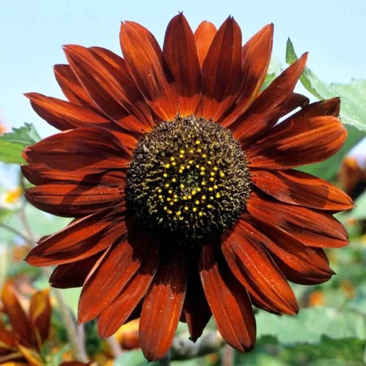 Sunflower Seeds - 100 Count Velvet Queen Heirloom Non-GMO Big Blooms - Helianthus annuus