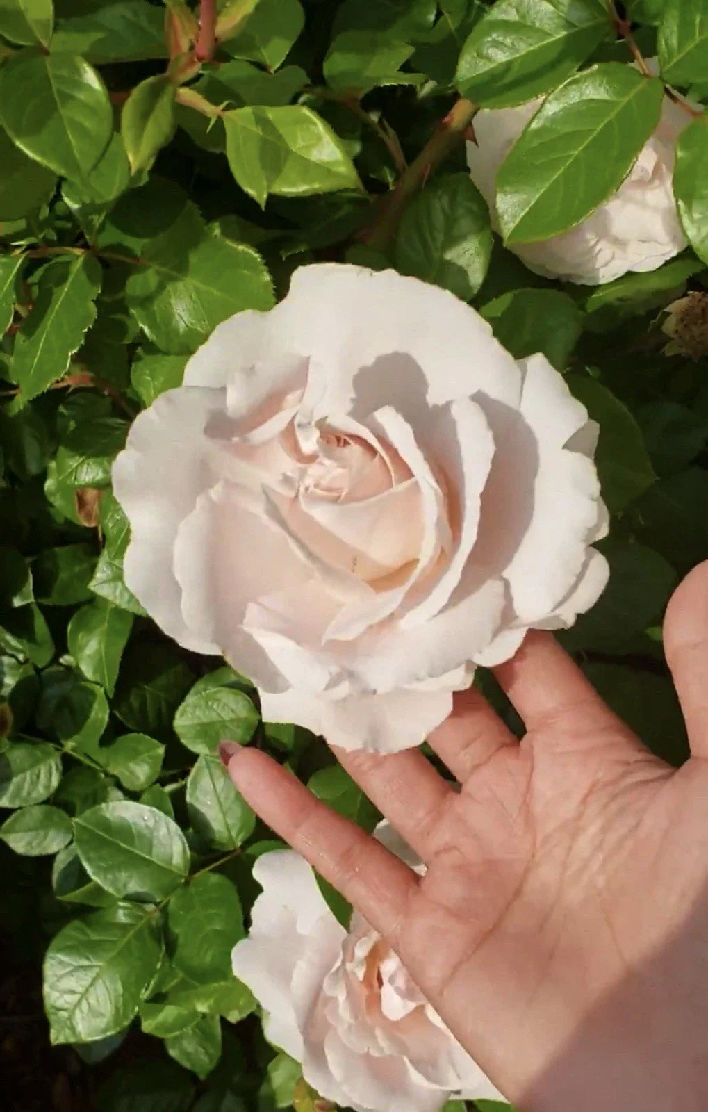 First Crush Rose Plant Cuttings 6” Long - 3 Fresh Unrooted Cuttings - Rosa spp.