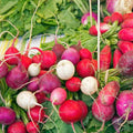 Radish Seeds 200 Count - Easter Egg Blend Non-GMO Vegetable Garden Seeds - USA Grown