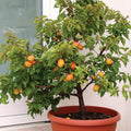 Dwarf Apricot Tree Seeds - Organic 5 Pre-Stratified Seeds - Prunus armeniaca - Free Shipping