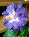 Blue White Hibiscus Seeds - 20 Perennial Flower Seeds for Garden - Hibiscus rosa-sinensis