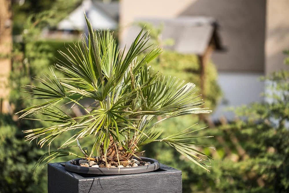 Windmill Palm Bonsai Tree Seeds - 6 Seeds - Trachycarpus fortunei - Hardy Indoor/Outdoor Plant