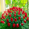 Japanese Red Rose Bush Seeds - Rosa Rugosa Rubra - Hardy Flower Plant for Garden