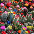Mixed Multi-Color Cactus Seeds, 100pcs Pack, Succulent Variety, Ideal for Gardening and Planting (Cactaceae)