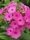 Flame Phlox Seeds - 50 Perennial Flower Seeds for Butterfly Gardens - Phlox paniculata - US Seller