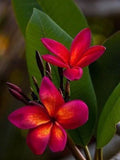 Plumeria Seeds - 5 Dark Pink Orange Flower Seeds - Frangipani Plants - Tropical Bloom - US Seller