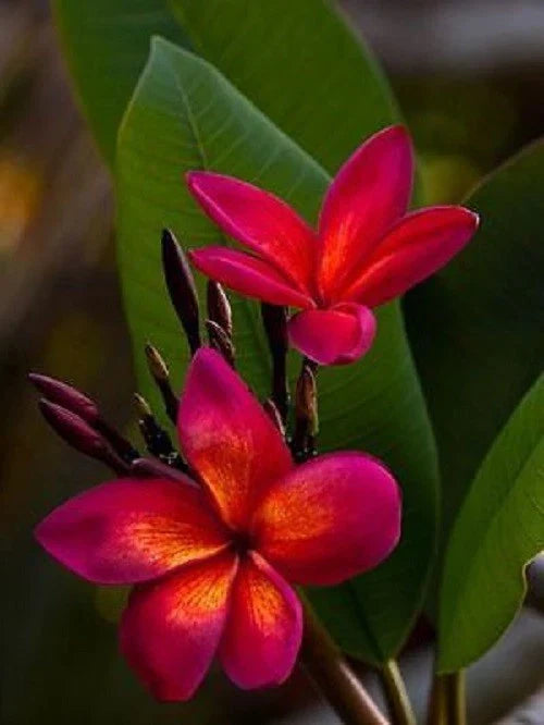 Plumeria Seeds - 5 Dark Pink Orange Flower Seeds - Frangipani Plants - Tropical Bloom - US Seller