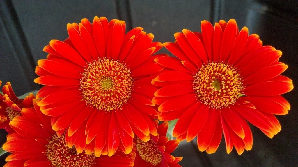 Red & Yellow Gerbera Daisy Seeds - 200+ Bulk Pack for Garden Planting - Gerbera jamesonii - USA