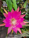 Epiphyllum Gitti Paetz Unrooted Cuttings - Orchid Cactus - 8 to 10 Inches Long - Exotic Succulent Plant