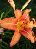 Orange Daylily Bulbs - 40 Roots Rhizomes - Hemerocallis Fulva - Beautiful Perennial Flowers for Gardens and Landscapes