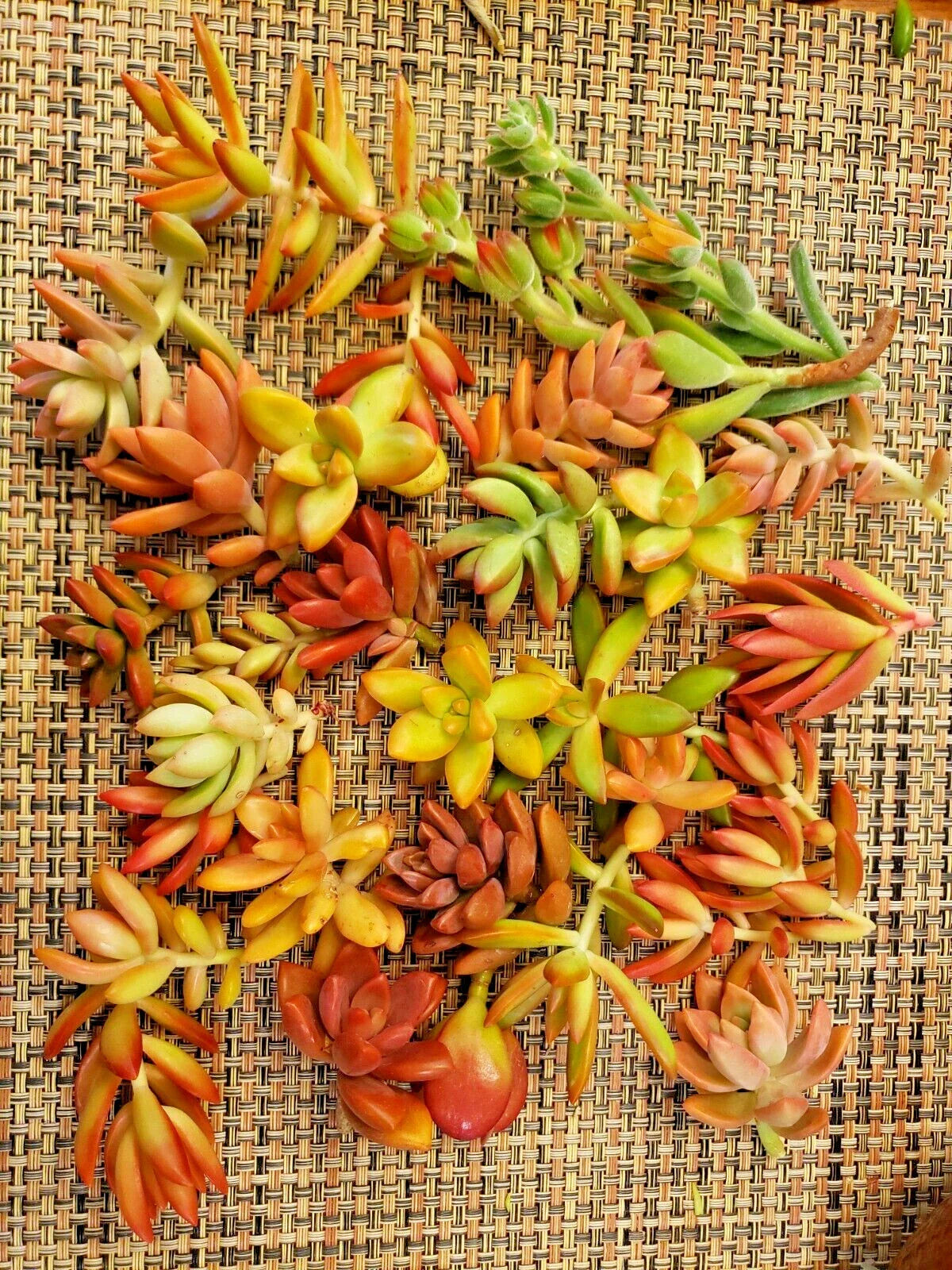 Succulent Cuttings 20-Pack Red-Orange Variety 5 Species for Party Favors