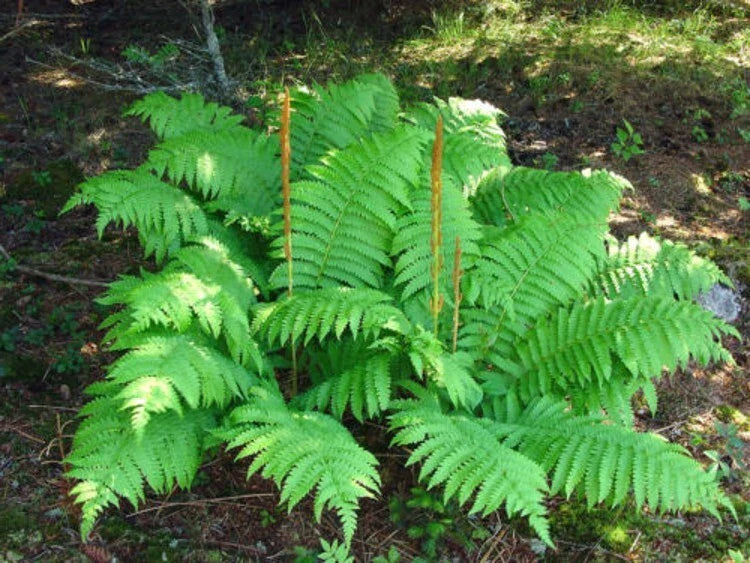 Cinnamon Fern Rhizome Root 5" Long Fronds Blue Green Osmundastrum cinnamomeum