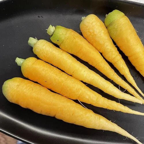 Yellowstone Carrot Seeds - 1000+ Seeds for Garden Planting - Daucus carota - USA