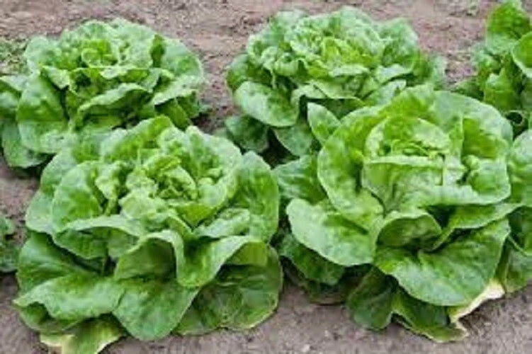 Premium Organic Heirloom Buttercrunch Leaf Lettuce Seeds - Non-GMO, Fresh, Easy to Grow