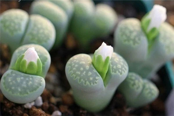 Lithops Seeds - 50 Rare Succulent Seeds, Colorful Living Stone, Exotic Rock Plant (Lithops spp.)