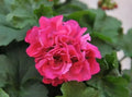 Geranium Live Plant - 1 Rooted Pink with Light Green Leaves - Pelargonium spp.