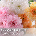 Chrysanthemum Seeds - Soft Pastel Mix - 200+ Flower Seeds - Mum Flower Seeds - Colorful Garden Variety