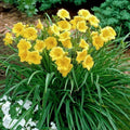 Daylily Plant 4" Pot Orange Blooms Hemerocallis 'Happy Returns' Reblooming Low Maintenance Perennial Butterfly Garden