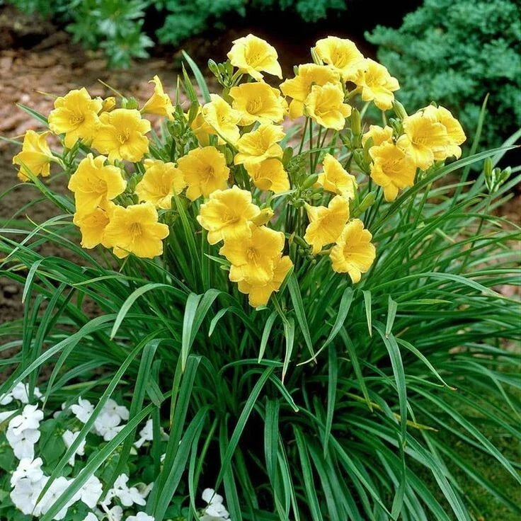 Daylily Plant 4" Pot Orange Blooms Hemerocallis 'Happy Returns' Reblooming Low Maintenance Perennial Butterfly Garden