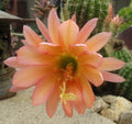 Echinopsis 'California' Cactus Cutting with 4 New Growth Pups - Succulent Plant for Indoor Gardening