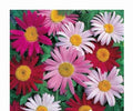 Giant Painted Daisy Seeds - Robinson's Pernl Pyrethrum - 33 Seeds - GroCo