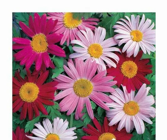 Giant Painted Daisy Seeds - Robinson's Pernl Pyrethrum - 33 Seeds - GroCo