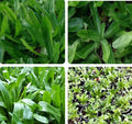 CULANTRO Seeds - 500+ Mexican Coriander, Ngò Gai, Recao, Chadon Beni - B2G1 Free - Aromatic Herb Seeds for Cooking