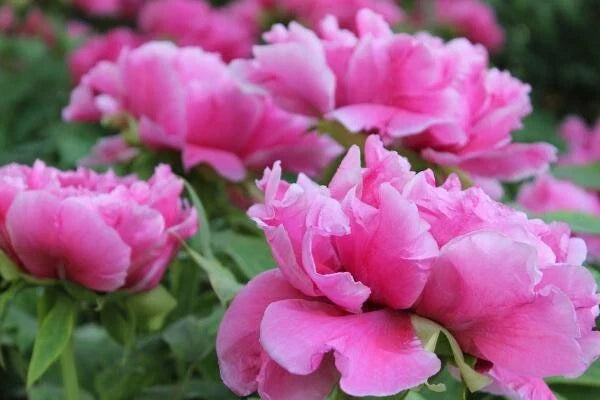Peony Seeds 10pc Garden Flower Exotic USA Seller Free Shipping - Paeonia spp.