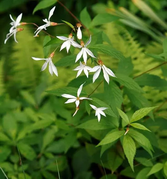 Indian Physic Seeds - 39 Count - White Perennial Flower - (Bacopa Monnieri) - GroCo, Buy US USA
