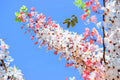 Pink Shower Tree Seeds (10 Seeds) - Cassia grandis - Tropical Flowering Tree Seeds for Planting