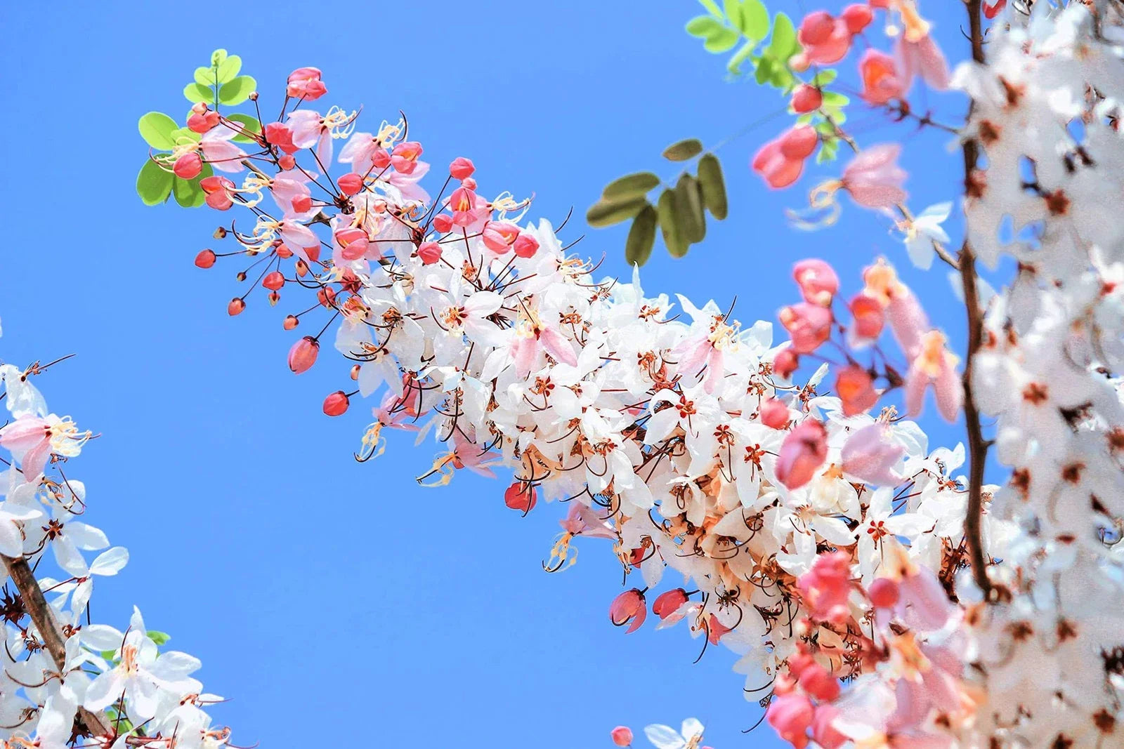 Pink Shower Tree Seeds (10 Seeds) - Cassia grandis - Tropical Flowering Tree Seeds for Planting