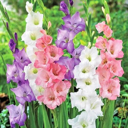 Gladiolus Bulbs 10-Pack Romance Mix Pink Purple White Gladiolus Deer-Resistant Cut Flowers