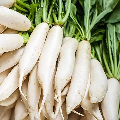Radish Seeds 100+ Non-GMO White Icicle Radish Raphanus sativus
