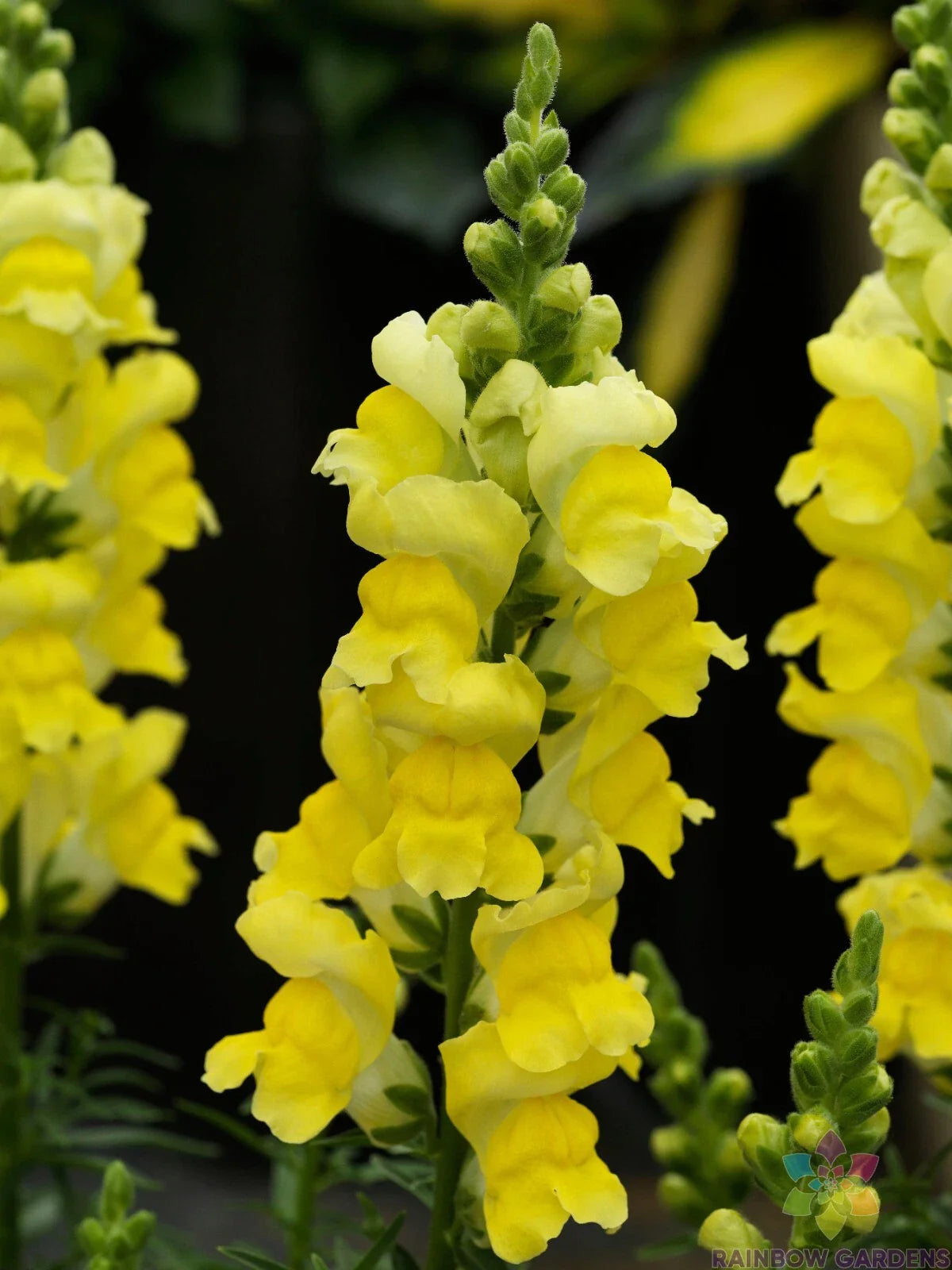 Snapdragon Seeds - 1000+ Sonnet Yellow - Antirrhinum majus - Garden Planting - USA