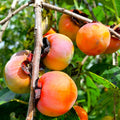 American Persimmon Tree Seeds - Diospyros - Perennial Fruit Seed - Fast Shipping 2025