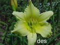 Daylilies Live Plants - BIG TIME HAPPY - Bright Yellow Reblooming Variety - Hemerocallis