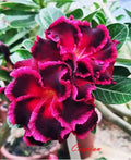 Desert Rose Plant - Small Rooted Seedling - Caspian Variety - Adenium Obesum - 4-6 Inches Tall