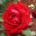 Don Juan Climbing Rose Cuttings - Fresh Unrooted - 3 Stems - Rosa 'Don Juan'
