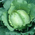 Cabbage Seeds - 1000 All Seasons Seeds for Spring, Summer, Fall Gardens - Brassica oleracea
