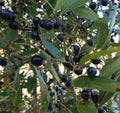 Laurel Greenbrier Seeds | 5 Pack | Smilax Laurifolia | Florida Native Vine | Wildlife Friendly