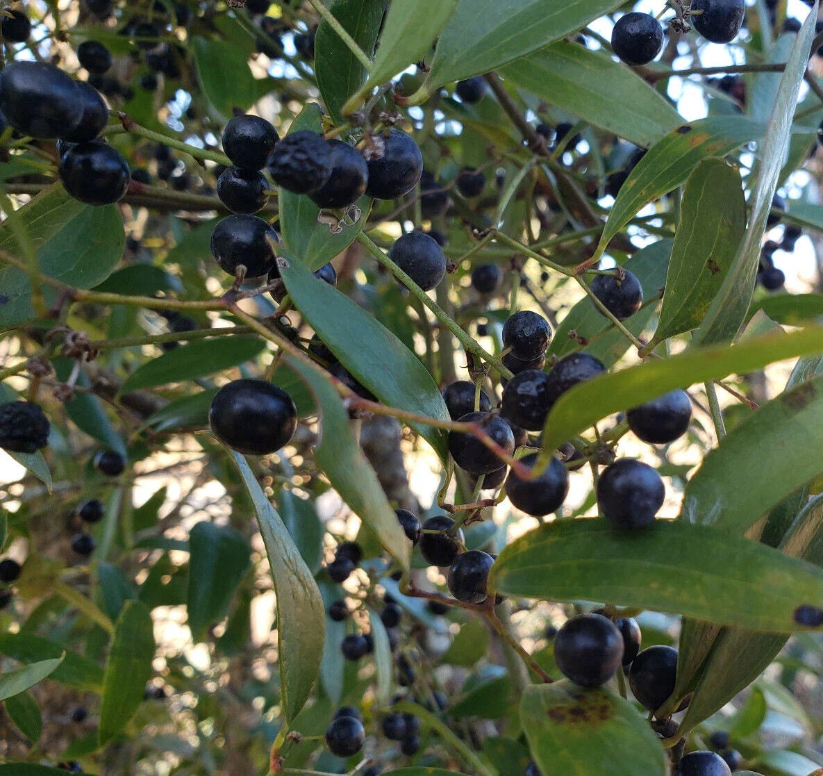 Laurel Greenbrier Seeds | 5 Pack | Smilax Laurifolia | Florida Native Vine | Wildlife Friendly