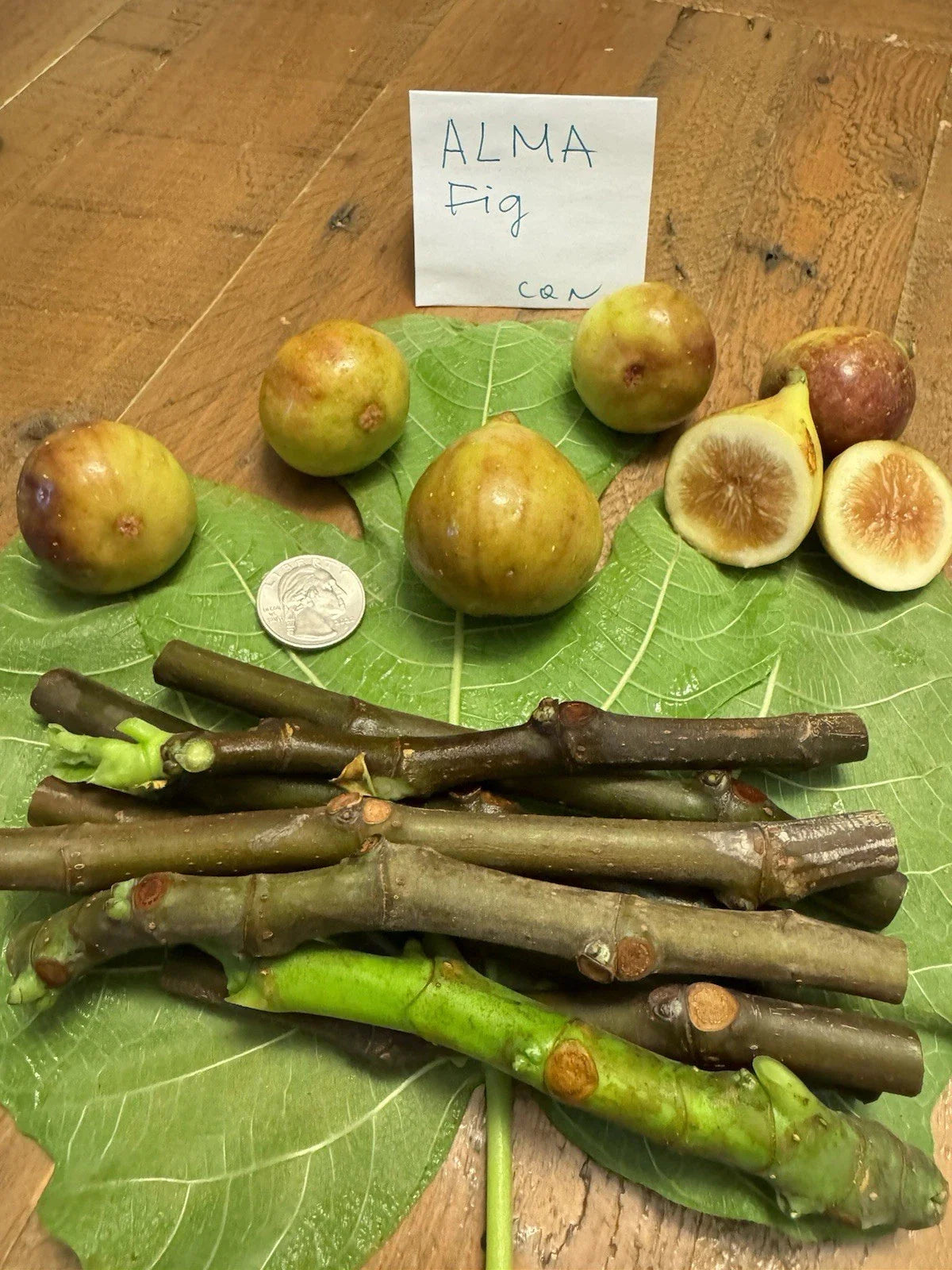 Fig Cuttings Set of 6 - Alma & Desert King Varieties - Ficus carica
