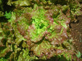 Loose Leaf Lettuce Seeds - PRIZEHEAD Variety - Bulk 500 to 5000 Seeds - Fast Growing - 45 Days to Harvest