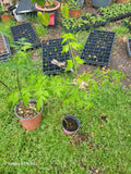 China Berry Tree, 1 Persian Lilac, Melia Azedarach, Flowering Plant
